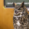 Whariki the great horned owl