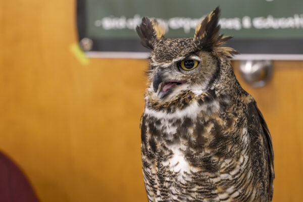 Whariki the great horned owl