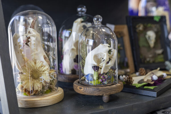 cloches featuring animal skulls in natural environments